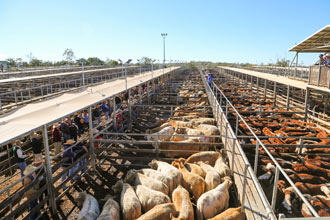 Roma Saleyards