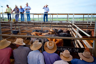 Roma Saleyards