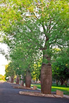 Roma's Avenue of Heros Heritage Listed